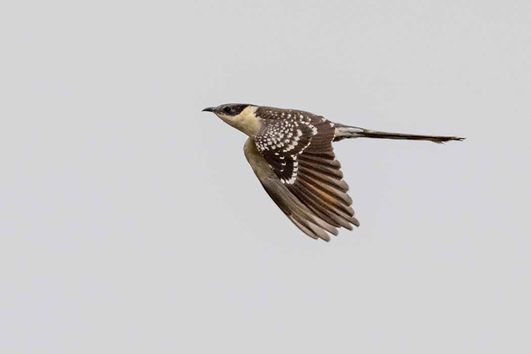 Great Spotted Cuckoo